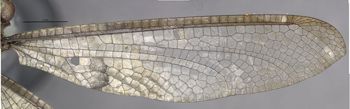 Media type: image;   Entomology 10521 Aspect: front wing